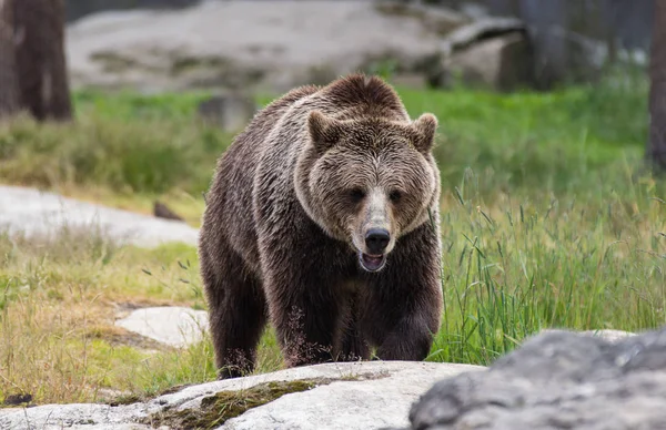 Крупним планом портрет величезного дорослого коричневого ведмедя дивлячись на вас. Урсус arctos beringianus. Камчатський ведмідь. — стокове фото