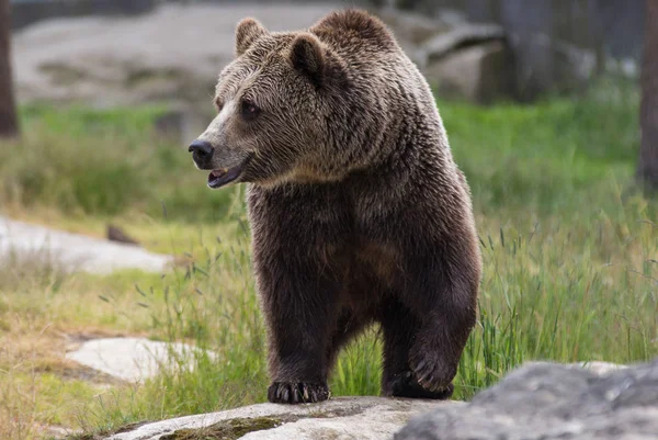 Крупним планом портрет величезний дорослий коричневий ведмідь дивлячись з інтересом. Урсус arctos beringianus. Камчатський ведмідь. — стокове фото