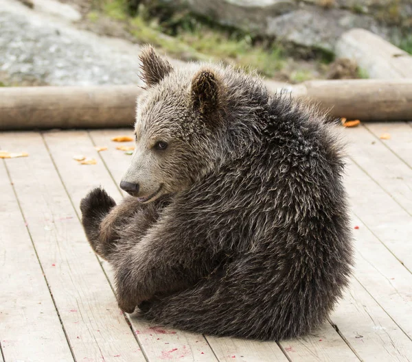 Крупним планом портрет куб коричневого ведмедя сидить без матері. Урсус arctos beringianus. Камчатський ведмідь. — стокове фото