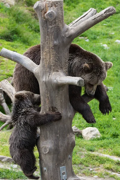 Cute family of brown bear mother bear and its baby cub playing on a tree trunk climbing and biting. Ursus arctos beringianus. Kamchatka bear.