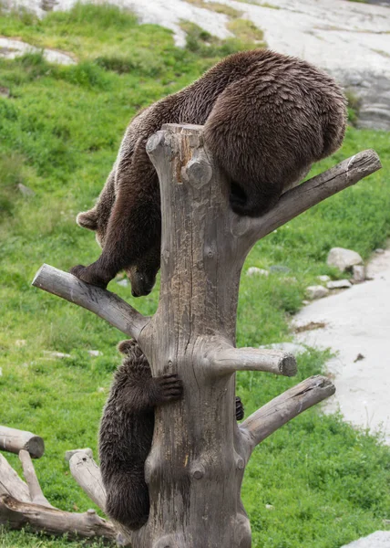 Cute family of brown bear mother bear and its baby cub playing on a tree trunk climbing and biting. Ursus arctos beringianus. Kamchatka bear.