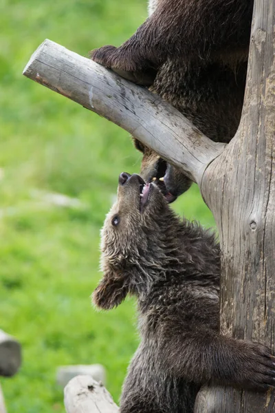 Kahverengi ayı anne ayı sevimli aile ve bir ağaç gövdesi tırmanma ve ısırma oynayan bebek yavrusu. Ursus arctos beringianus. Kamçatka ayısı. — Stok fotoğraf