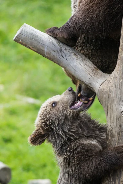 Cute family of brown bear mother bear and its baby cub playing on a tree trunk climbing and biting. Ursus arctos beringianus. Kamchatka bear.