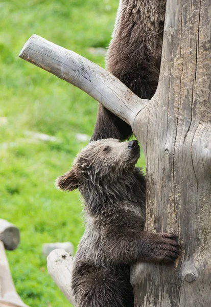 Симпатичні сім'ї коричневого ведмедя мати ведмідь і його Baby дитинча граючи на стовбур дерева скелелазіння і кусатися. Урсус arctos beringianus. Камчатський ведмідь. — стокове фото