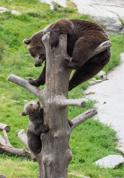 Симпатичні сім'ї коричневого ведмедя мати ведмідь і його Baby дитинча граючи на стовбур дерева скелелазіння і кусатися. Урсус arctos beringianus. Камчатський ведмідь. — стокове фото