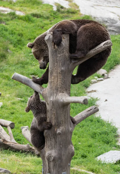 Cute family of brown bear mother bear and its baby cub playing on a tree trunk climbing and biting. Ursus arctos beringianus. Kamchatka bear.