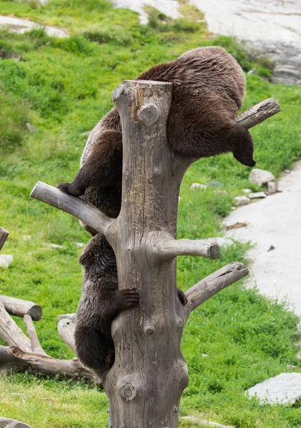 Cute family of brown bear mother bear and its baby cub playing on a tree trunk climbing and biting. Ursus arctos beringianus. Kamchatka bear.