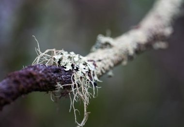 Çekim fotoğraf yosunlu ölü ağaç gövde ve şube. Makro fotoğrafı.