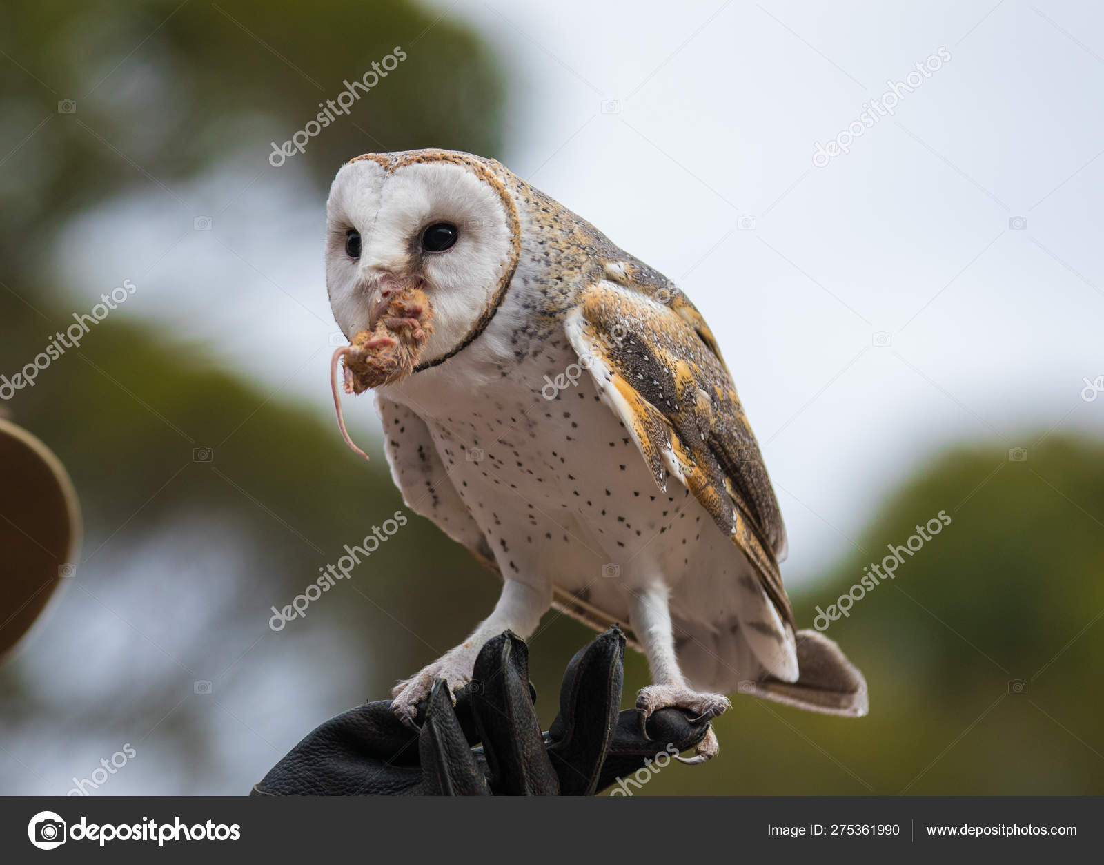 Cute Barn Owl Tyto Alba With Large Eyes Sitting On The Leather