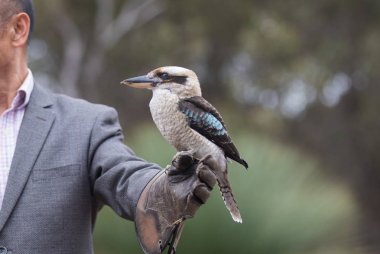 Portrait of a laughing kookaburra ,dacelo novaeguineae, with big beak sitting on the leather trainers glove. Blue-winged kookaburra. Australia. clipart