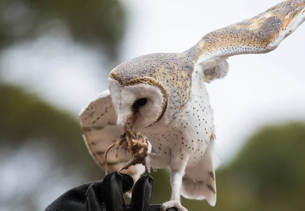 Lindo búho granero, Tyto alba, con grandes ojos sentados en el guante de cuero atrapado un ratón y se la come. Búho cazador con un ratón en un pico . — Foto de Stock