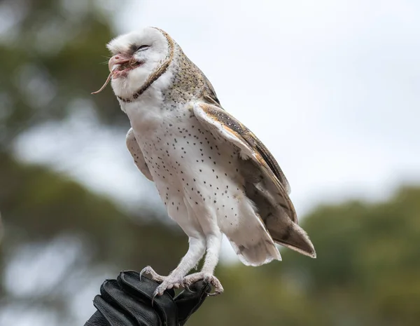 Lindo búho granero, Tyto alba, con grandes ojos sentados en el guante de cuero atrapado un ratón y se la come. Búho cazador con un ratón en un pico . — Foto de Stock