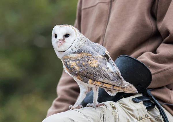 Cute barn owl, Tyto alba, with large eyes and face looks like a heart sitting on a lap of its owner. Tame owl