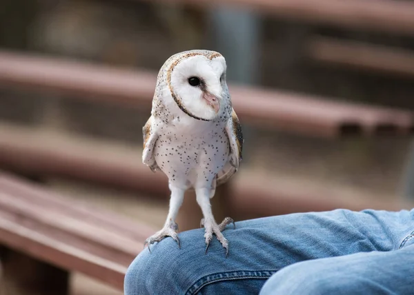 Cute barn owl, Tyto alba, with large eyes and face looks like a heart sitting on a lap of its owner in blue jeans. Tame owl — Stock Photo, Image