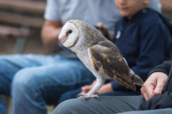 Lindo búho granero, Tyto alba, con ojos grandes y la cara se parece a un corazón sentado en un regazo de su propietario en vaqueros azules. Búho cojo — Foto de Stock