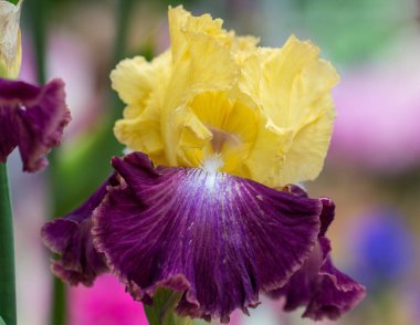 Çiçek sakallı dainty mor sarı iris closeup. Makro fotoğraf.