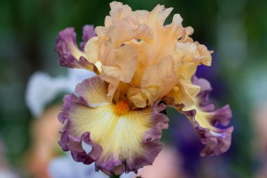 Çiçek sakallı dainty mor pembe iris closeup. Makro fotoğraf.