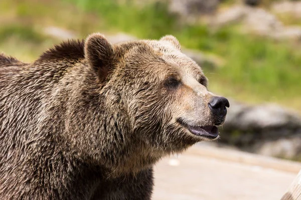 Крупним планом портрет величезного волохатих дорослих коричневий ведмідь дивлячись з інтересом. Урсус arctos beringianus. Камчатський ведмідь. — стокове фото