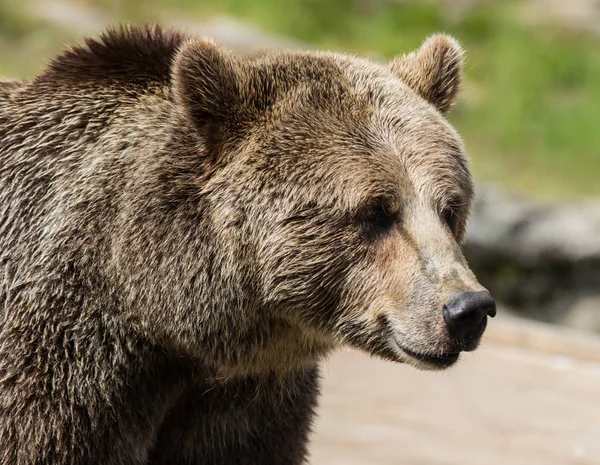 Крупним планом портрет величезного волохатих дорослих коричневий ведмідь дивлячись з інтересом. Урсус arctos beringianus. Камчатський ведмідь. — стокове фото