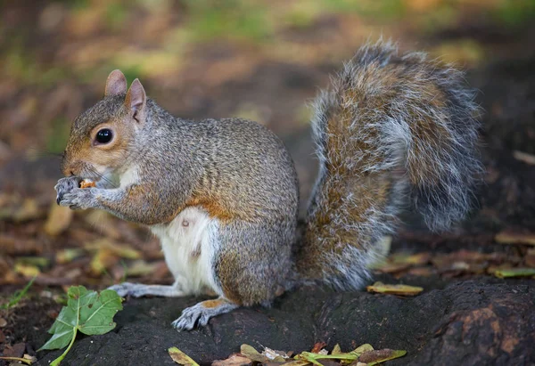 Cute Eastern gray squirrel, sciurus carolinensis, with bright black eyes and fluffy tail sitting and eating peanut in paws in autumn day