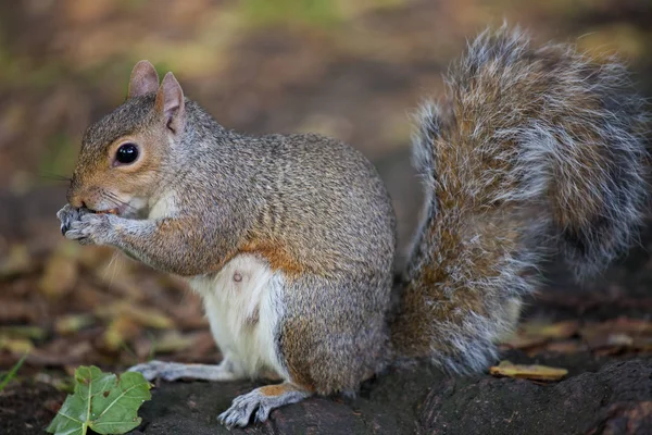 Cute Eastern gray squirrel, sciurus carolinensis, with bright black eyes and fluffy tail sitting and eating peanut in paws in autumn day