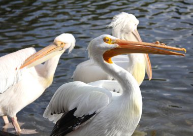 Beyaz Amerikan pelikan, Pelecanus erythrorhynchos, Londra Hyde parkta, İngiltere