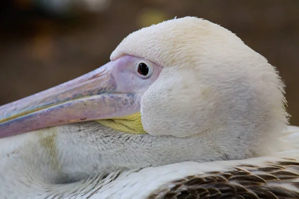 Nahaufnahme Porträt eines weißen amerikanischen Pelikans, pelecanus erythrorhynchos, mit riesigem Schnabel und rotem Auge im Hyde Park von London, England — Stockfoto