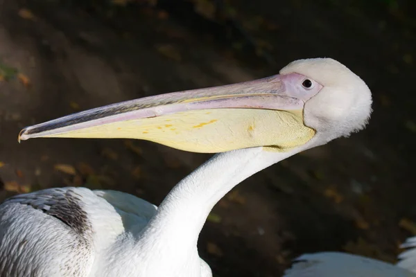 Closeup portrait of he white American pelican, Pelecanus erythrorhynchos, with red eye huge beak and crest in Hyde park of London, England — Stock Photo, Image