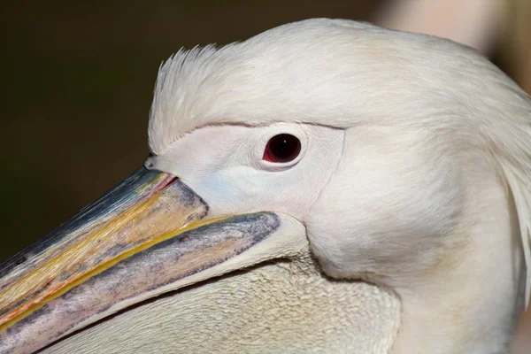 Retrato de close-up do pelicano americano branco, Pelecanus erythrorhynchos, com olho vermelho enorme bico e crista no parque Hyde de Londres, Inglaterra — Fotografia de Stock
