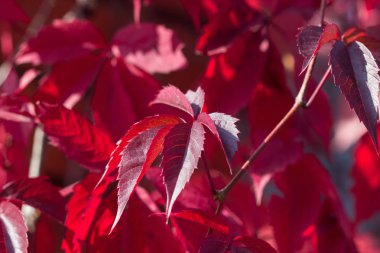 Güneş ve bulanık ağaçlar üzerinde Sonbahar kırmızı parlak yaprakları . Sonbahar arka plan. Sonbaharın zengin rengi
