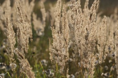 Güzel kuru ot ve tarlada sivri. Yakından kapatın. Güzel sonbahar sıcak arka plan. Sonbaharda altın ot.