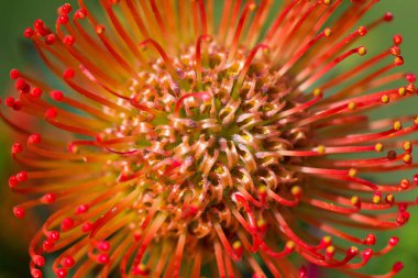 Closeup makro fotoğraf çarpıcı uzun ömürlü sarı turuncu çiçekler Pincushion Protea veya Leucospermum. Yeşil güneşli arka planda yaprakları ile bitki parlak kırmızı protea çiçekleri.