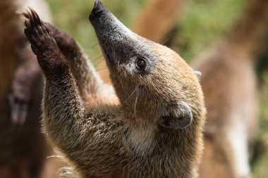 Sevimli beyaz burunlu coati Portresi, Nasua narica, yemek için yalvarıyor, mücadele ve komik ifade ile bir kamera bakarak