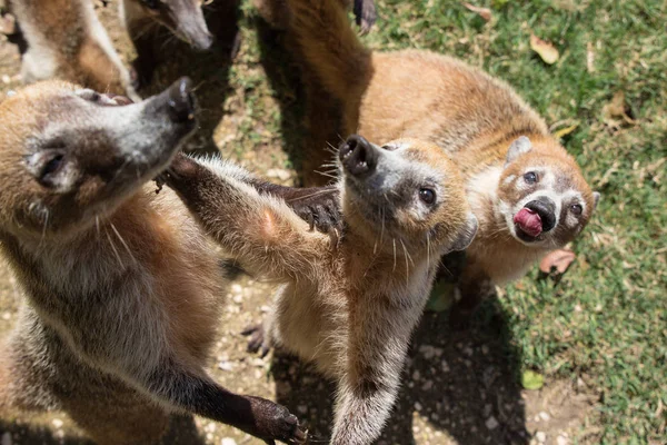 Portrait de groupe mignon coatis au nez blanc, Nasua narica, mendiant pour de la nourriture, se battant et regardant une caméra avec une expression drôle. Cancun. Mexique — Photo