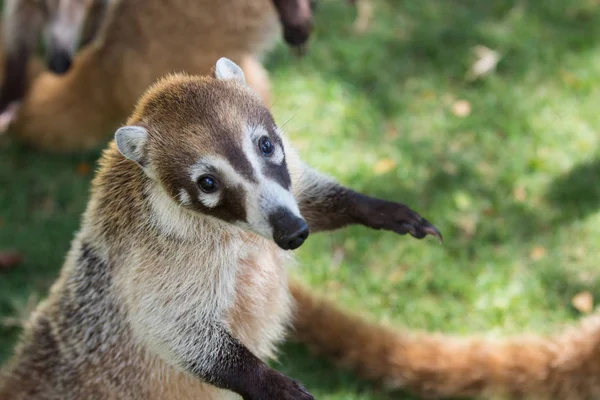 Portrait de coati au nez blanc mignon, Nasua narica, mendiant pour de la nourriture, se battant et regardant une caméra avec une expression drôle. Cancun. Mexique — Photo