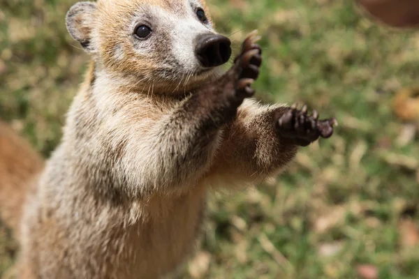 Portrait de coati au nez blanc mignon, Nasua narica, mendiant pour de la nourriture, se battant et regardant une caméra avec une expression drôle. Cancun. Mexique — Photo