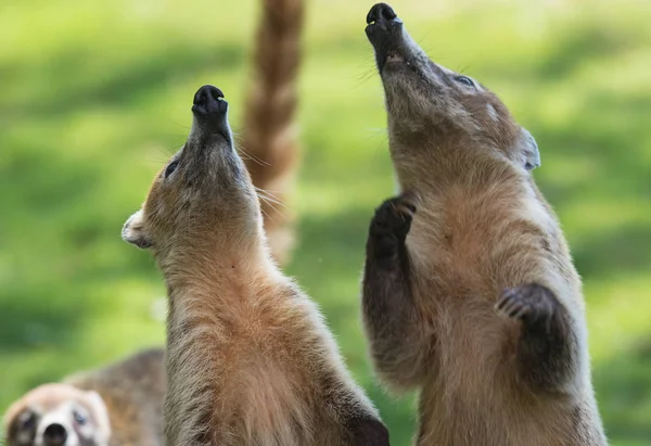 Porträtt av gruppen söt vit nosed coatis, nasua narica, tiggeri för mat, slåss och titta på en kamera med roliga uttryck. Cancun. Mexico — Stockfoto