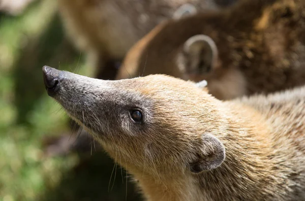 Portré aranyos fehér orrú Coati, nasua narica, kolduló élelmiszer, harcok, és néztem egy kamera vicces kifejezés. Cancun. Mexikó — Stock Fotó