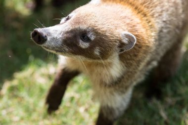 Sevimli beyaz burunlu coati Portresi, Nasua narica, yemek için yalvarıyor, mücadele ve komik ifade ile bir kamera bakarak