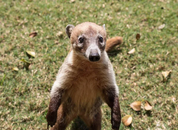Portrait de coati au nez blanc mignon, Nasua narica, mendiant pour de la nourriture, se battant et regardant une caméra avec une expression drôle. Cancun. Mexique — Photo