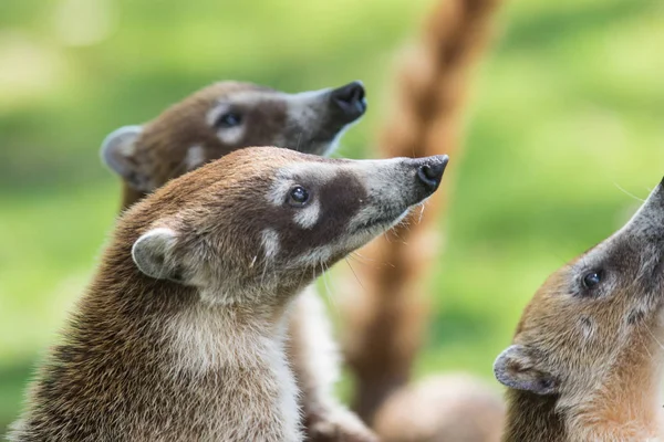 Portrait of group cute white nosed coatis, Nasua narica, begging for food, fighting and looking at a camera with funny expression. Cancun. Mexico — Stock Photo, Image