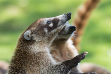 Grup sevimli beyaz burunlu coatis Portresi, Nasua narica, yemek için yalvarıyor, mücadele ve komik ifade ile bir kamera bakıyor. Cancun. Meksika