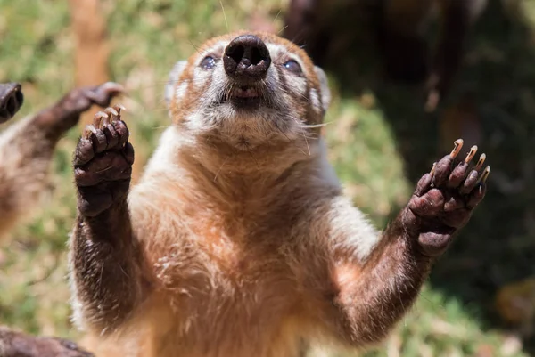 Retrato de coati nariz blanca lindo, Nasua narica, mendigando por comida, luchando y mirando a una cámara con expresión divertida. Cancún. México. —  Fotos de Stock