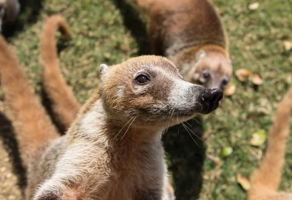 Portrait de groupe mignon coatis au nez blanc, Nasua narica, mendiant pour de la nourriture, se battant et regardant une caméra avec une expression drôle. Cancun. Mexique — Photo