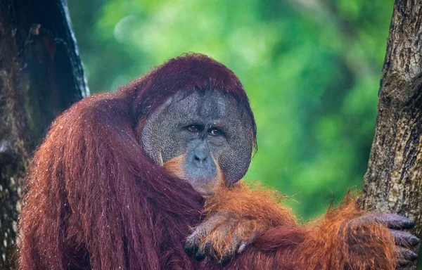 Retrato de macho entediado pensativo triste orangotango em dia chuvoso molhado. Tristeza e tristeza estão em olhos inteligentes de macaco grande. Bornéu . — Fotografia de Stock