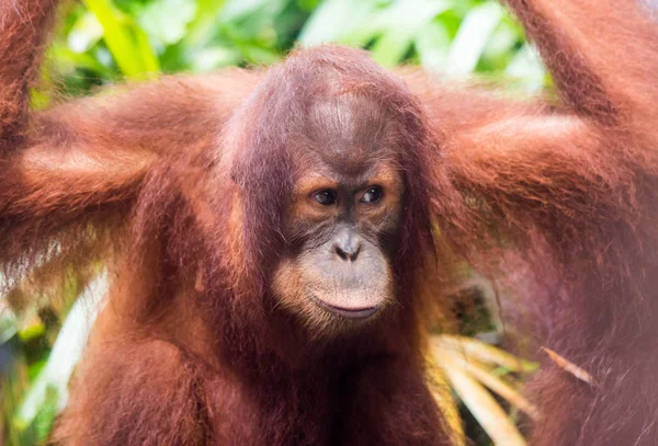 Islı yağmurlu bir günde zeki gözlü genç düşünceli orangutan portresi. Borneo. — Stok fotoğraf