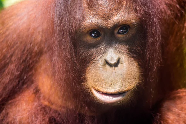 Islı yağmurlu bir günde zeki gözlü genç düşünceli orangutan portresi. Borneo. — Stok fotoğraf