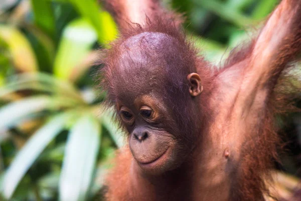 Islı yağmurlu bir günde akıllı gözleri ile genç sevimli bebek düşünceli orangutan Portresi. Borneo. — Stok fotoğraf