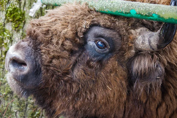 Bisonte marrón grande sabio o europeo con cuerno grande y ojos marrones en el bosque de invierno . —  Fotos de Stock