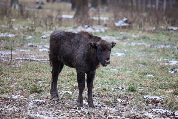 Ternero de gran bisonte marrón sabio o europeo marrón con cuerno grande y ojos marrones en el bosque de invierno . —  Fotos de Stock